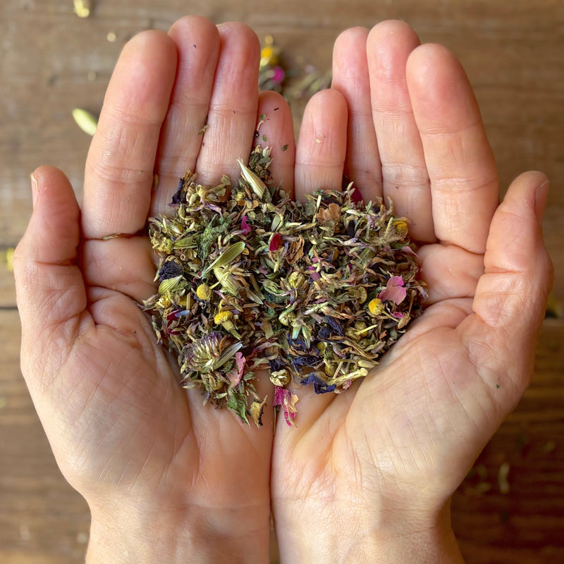 Cupped hands holding a beautiful blend of loose leaf tisane over a wooden table.